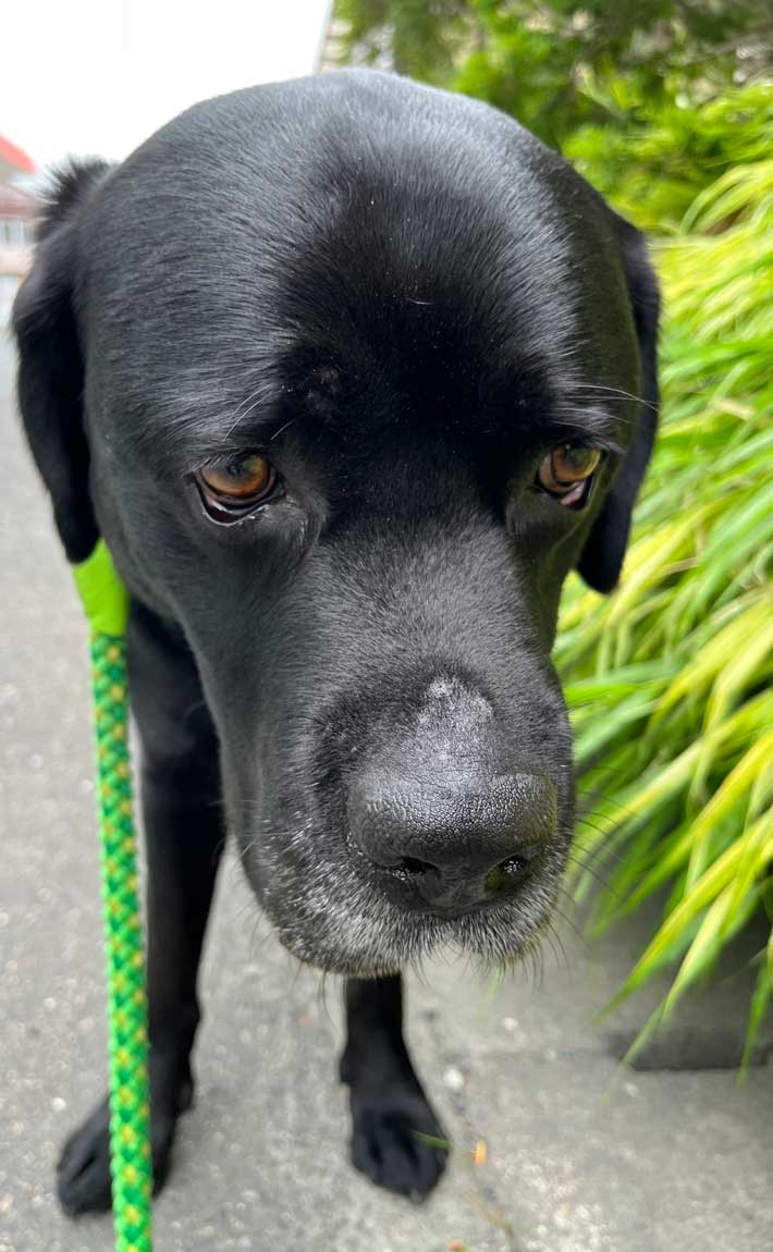 犬の写真