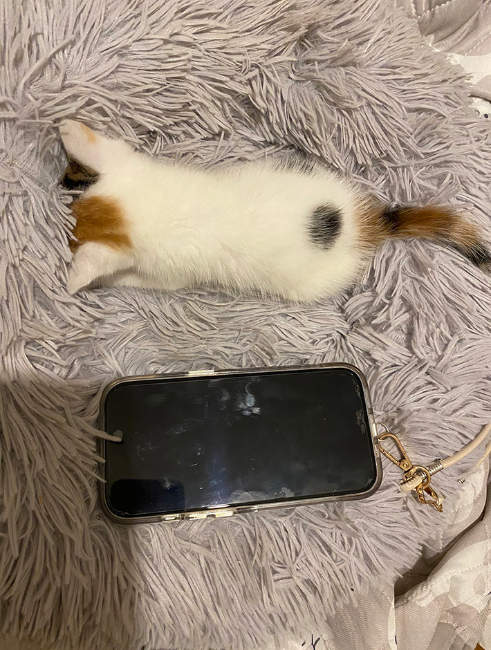 子猫のみっけちゃん