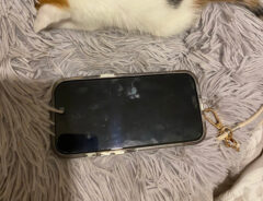 子猫のみっけちゃん