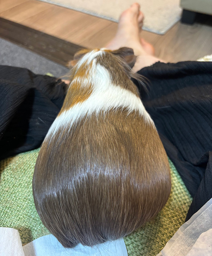 モルモット