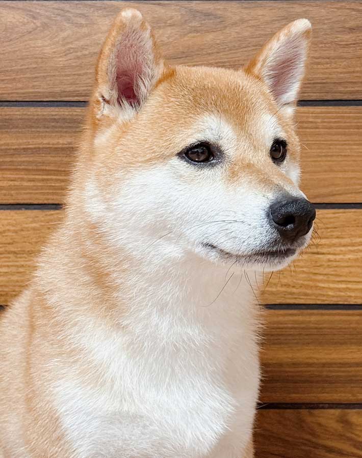 柴犬の写真