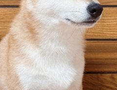 柴犬の写真