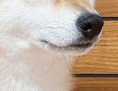 柴犬の写真