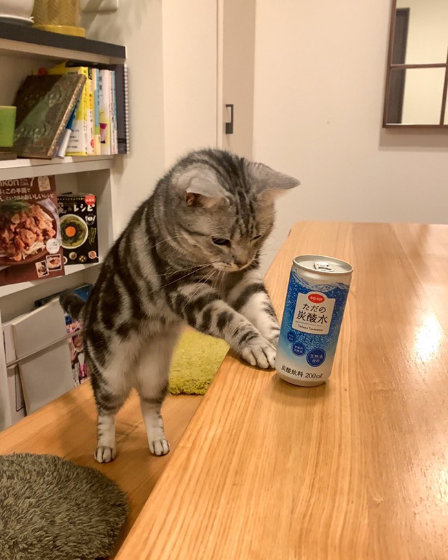 猫と炭酸水