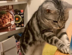 猫と炭酸水