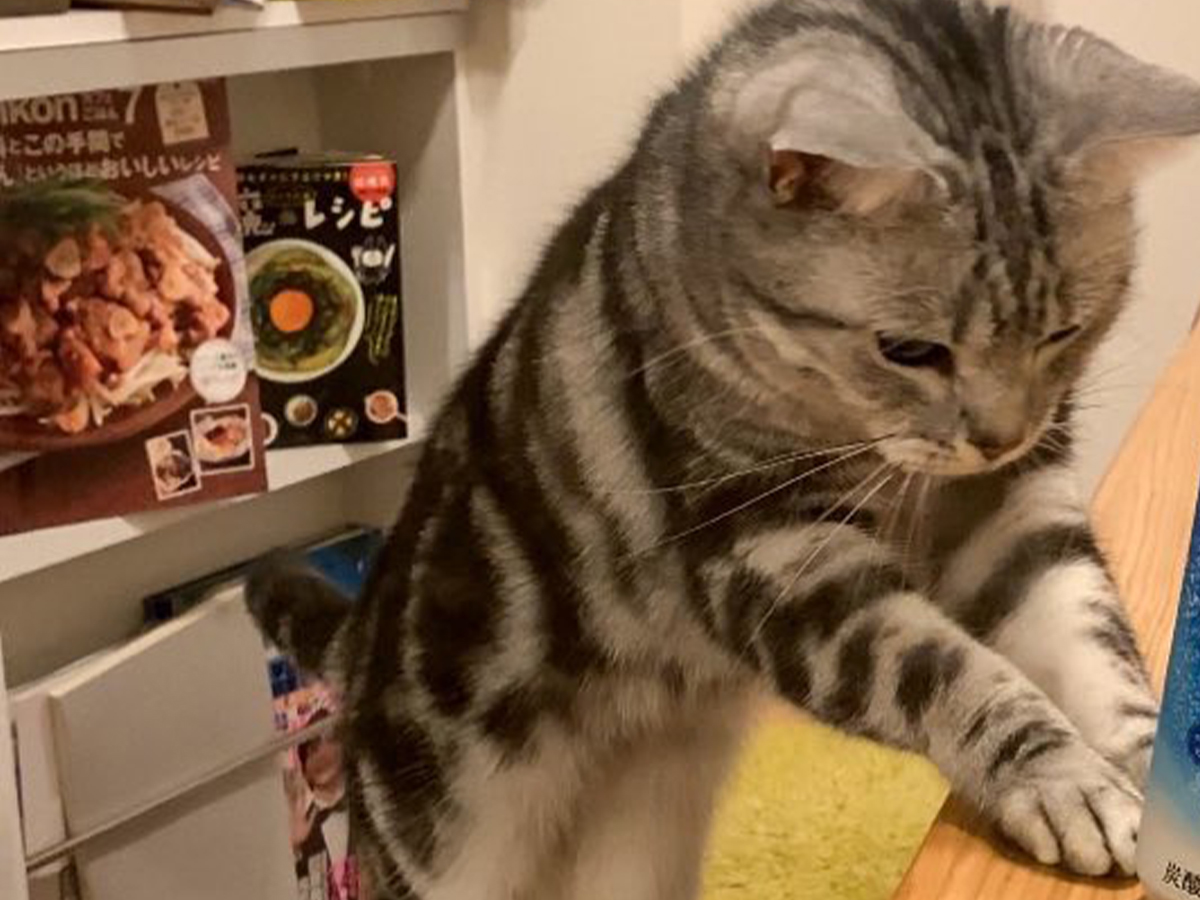 猫と炭酸水