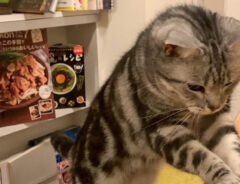 猫と炭酸水