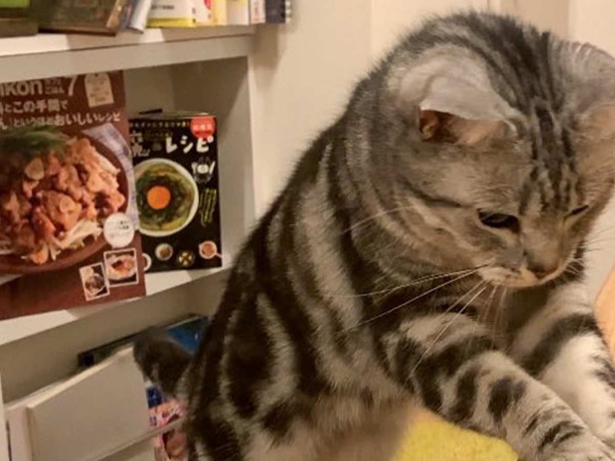 猫と炭酸水