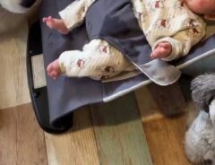 バウンサーにのる赤ちゃん