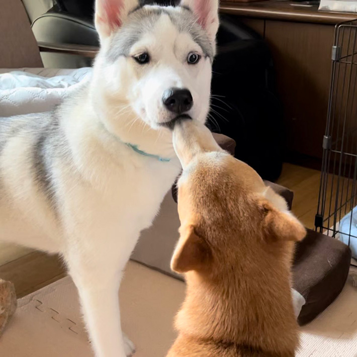 シベリアンハスキーと柴犬