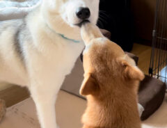 シベリアンハスキーと柴犬