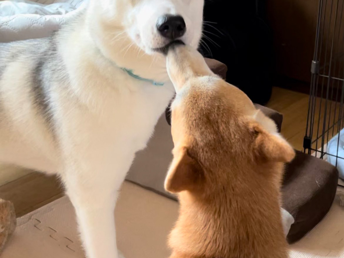 シベリアンハスキーと柴犬