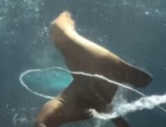 水槽の中で泳ぐアシカの写真