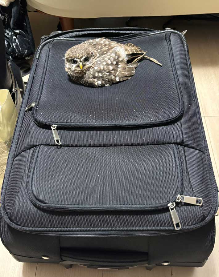 キャリーケースを占拠するフクロウ