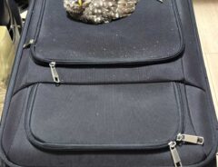 キャリーケースを占拠するフクロウ