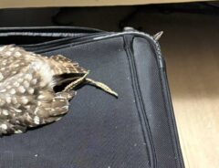 キャリーケースを占拠するフクロウ