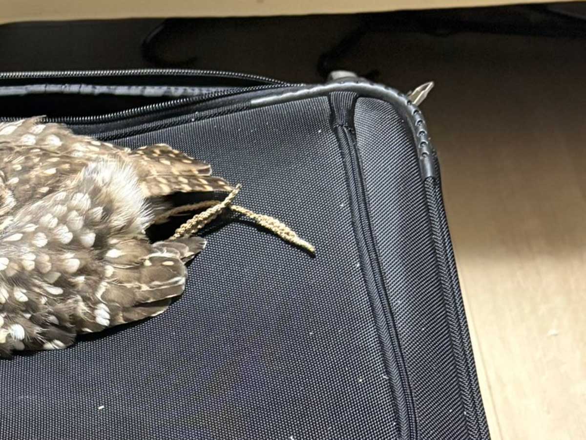 キャリーケースを占拠するフクロウ