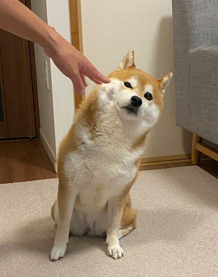 柴犬の写真