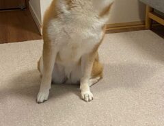 柴犬の写真