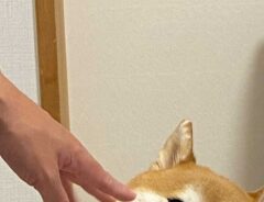 柴犬の写真