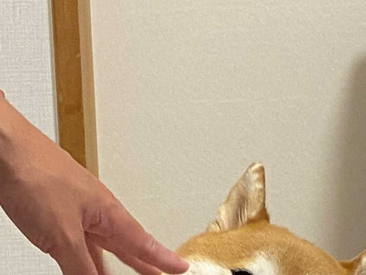柴犬の写真