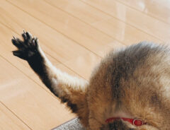 猫の写真