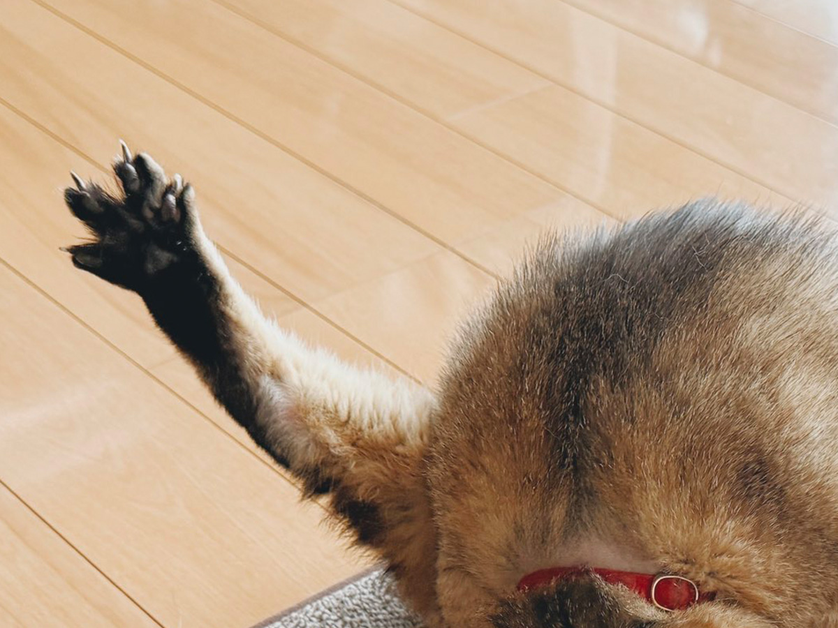 猫の写真
