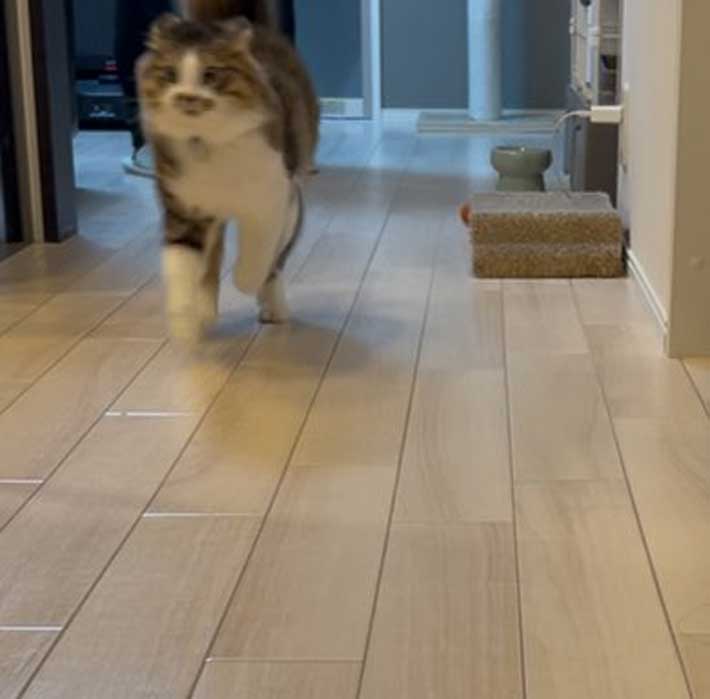 猫の写真