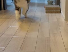 猫の写真