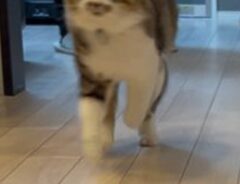 猫の写真
