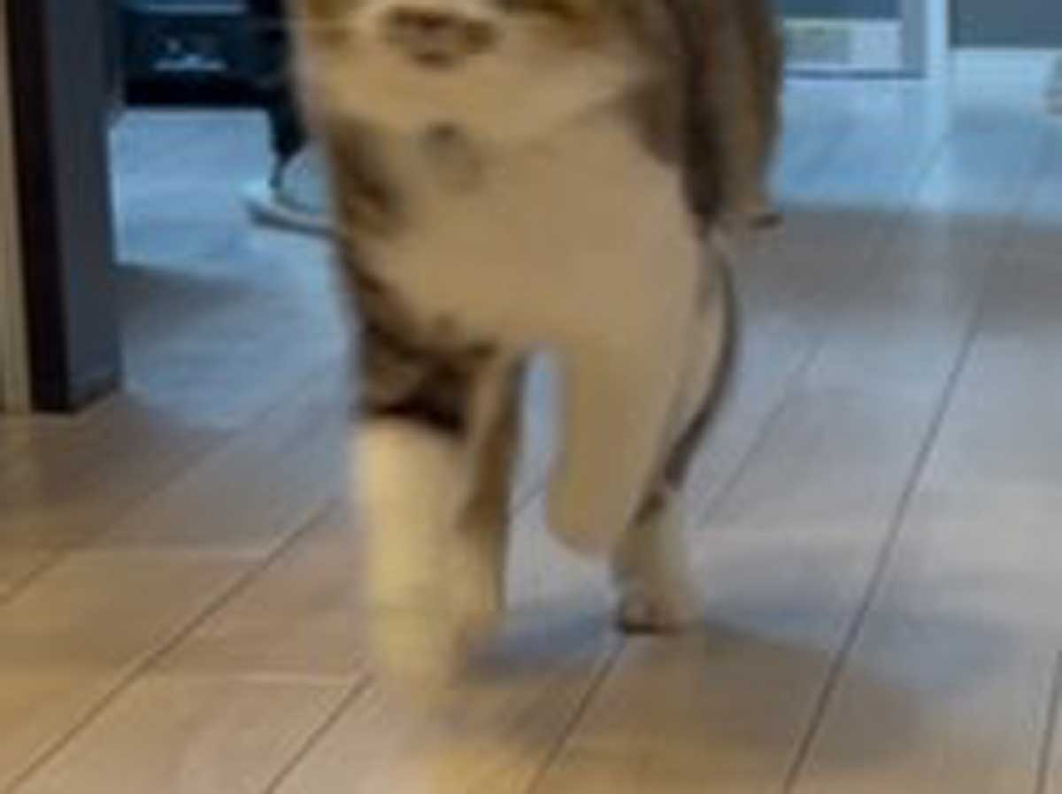 猫の写真