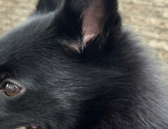 犬の写真