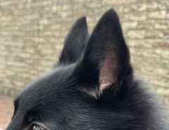 犬の写真