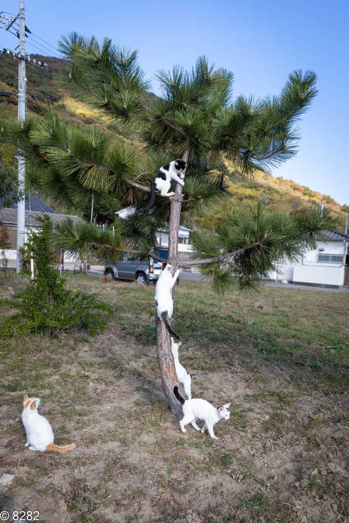 松の木に登る猫