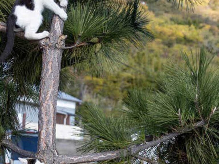 木陰の猫 単品販売)猫之島ブラインドボックス – SOOTANG HOBBY