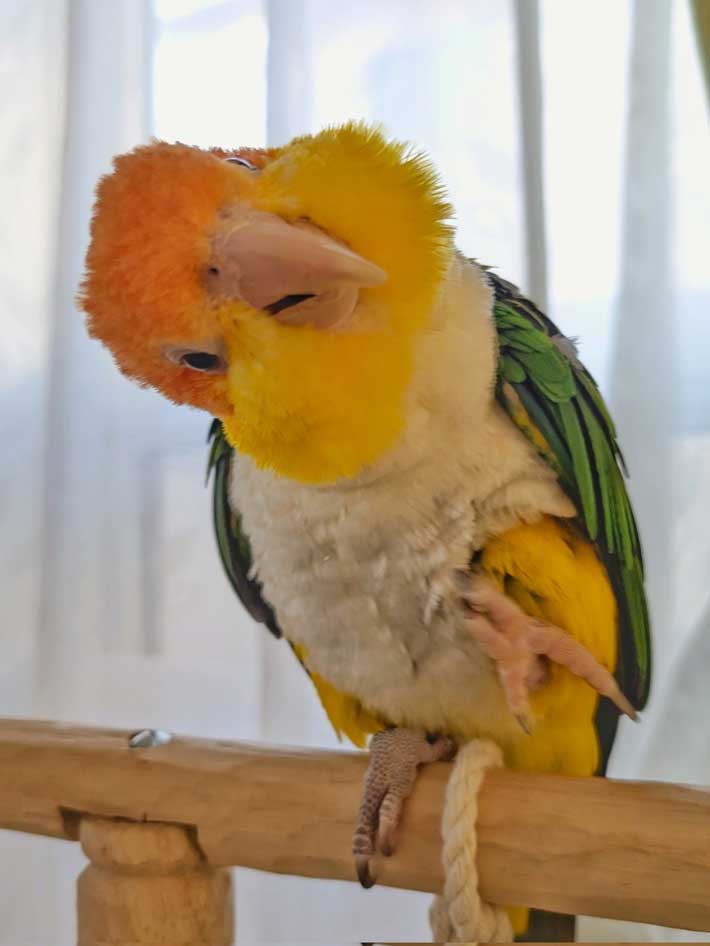 首を傾げるインコ
