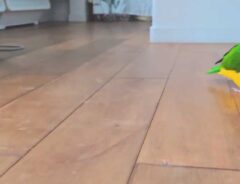 横歩きのインコ