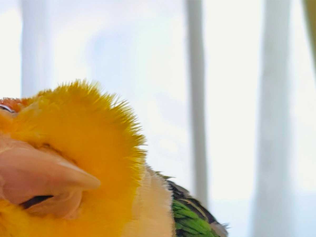 インコ