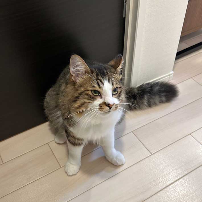 猫