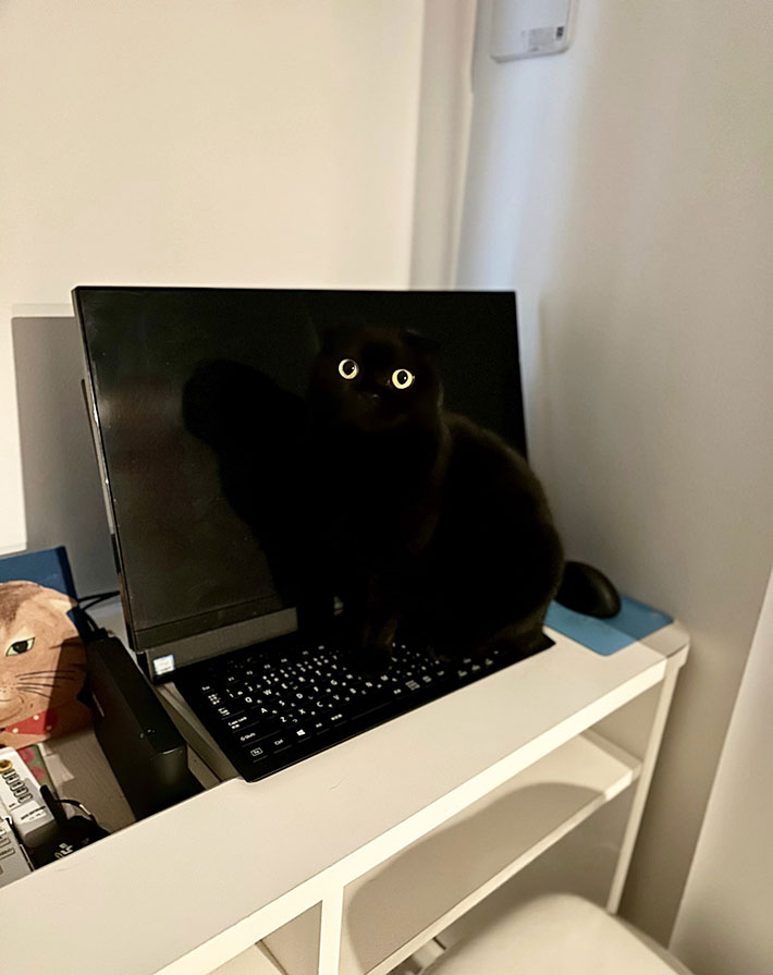 猫の写真