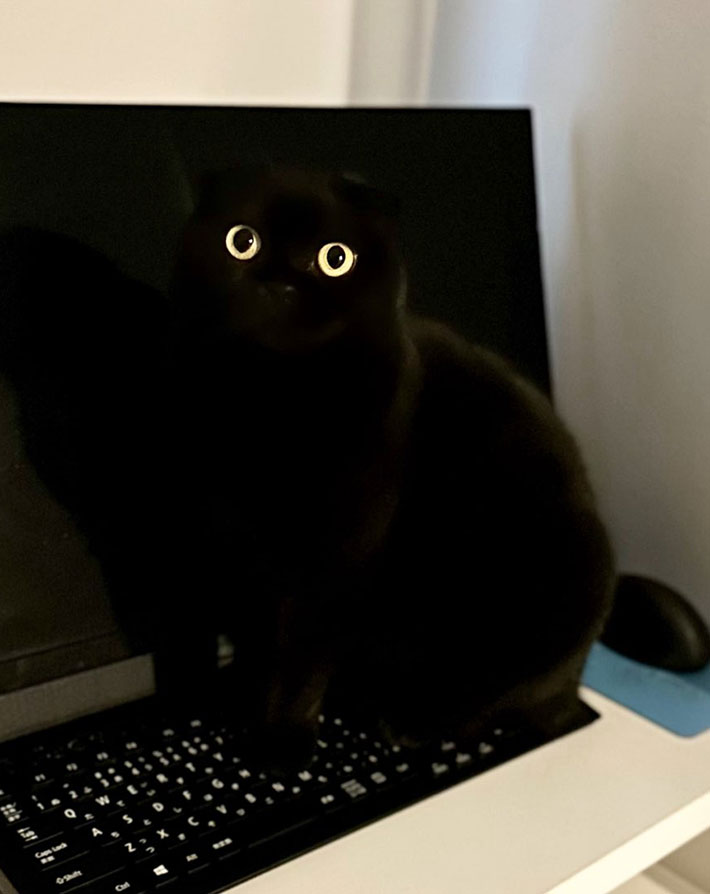 猫の写真