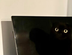 猫の写真