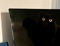 猫の写真