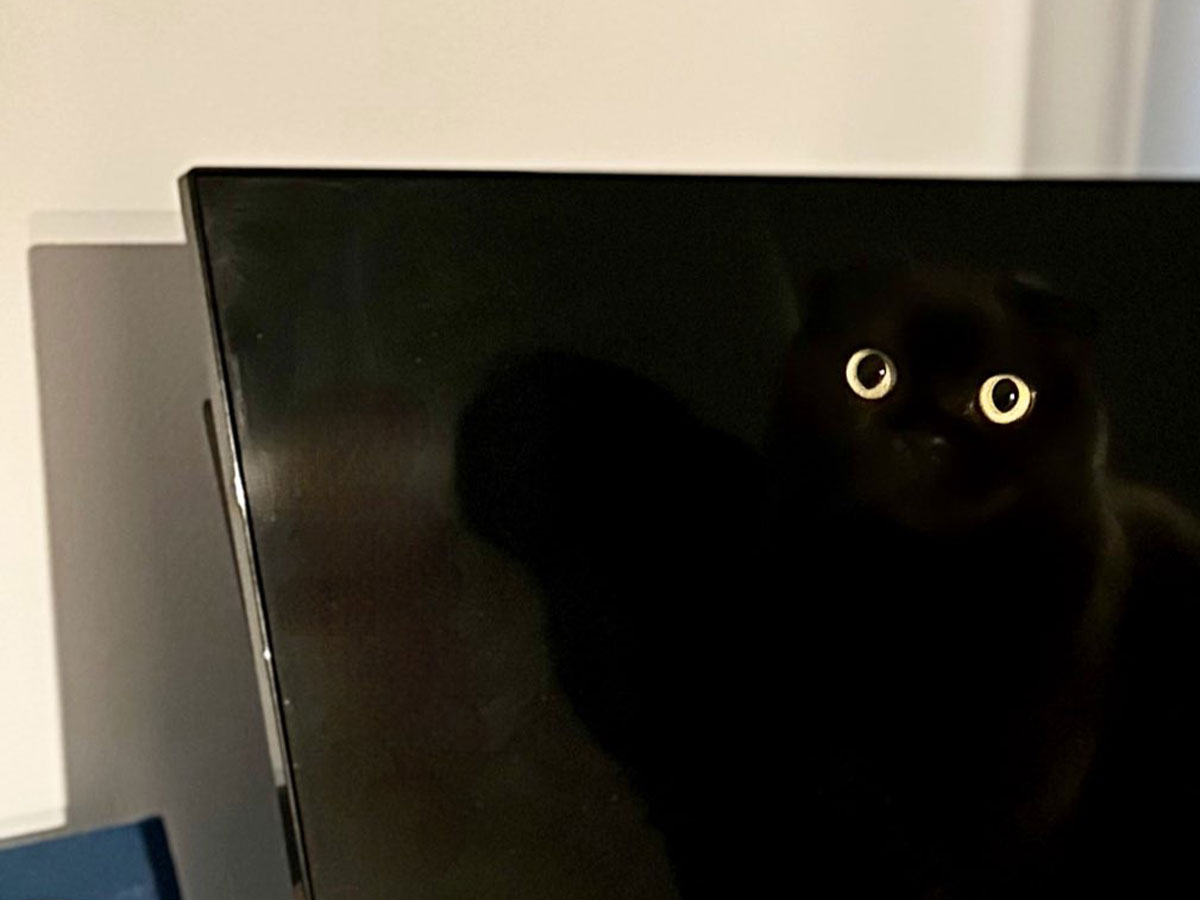 猫の写真