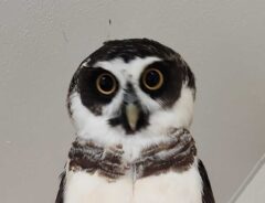 メガネフクロウ