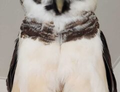 メガネフクロウ