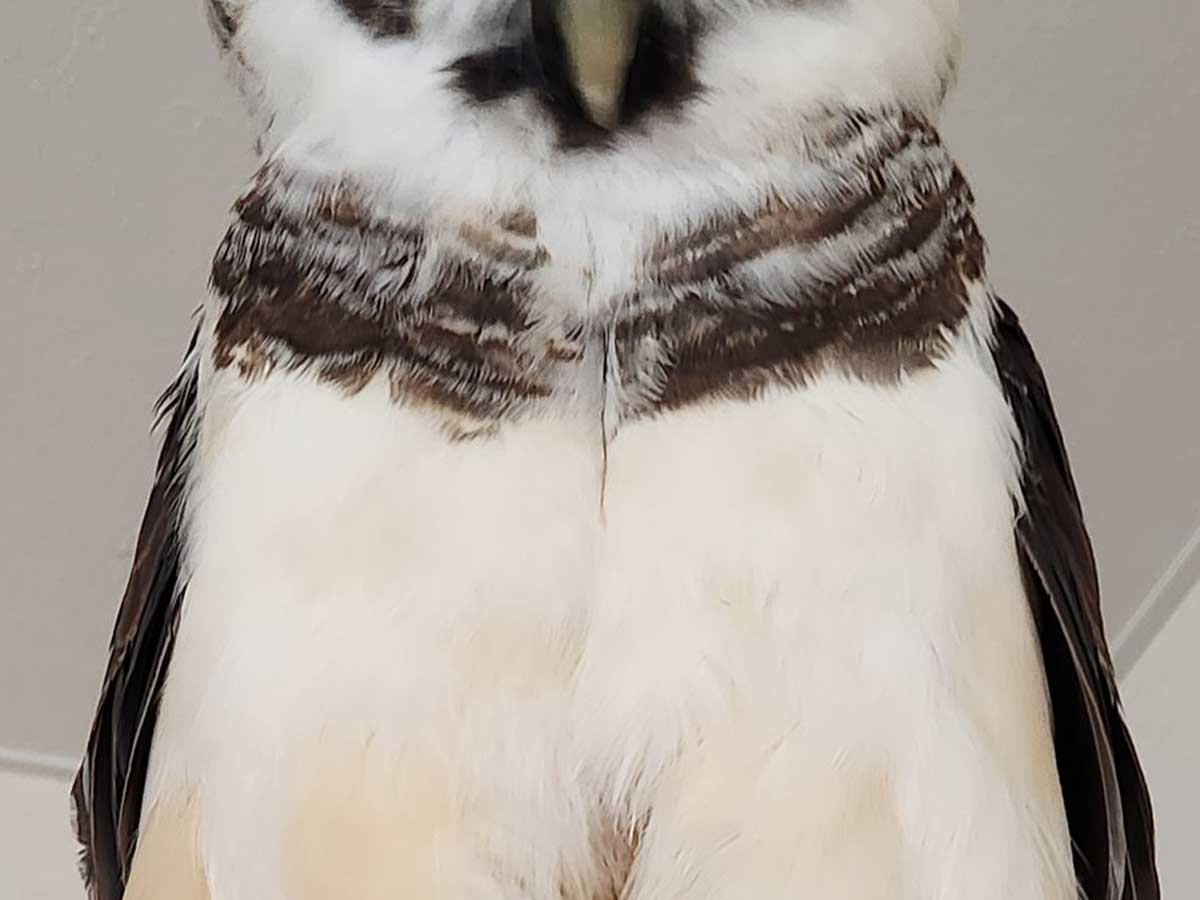 メガネフクロウ