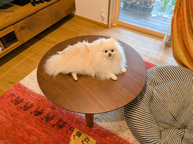 犬