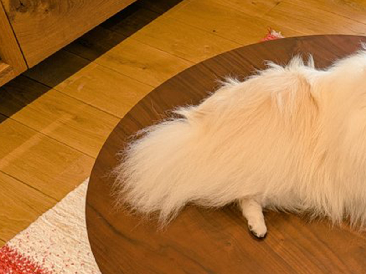犬