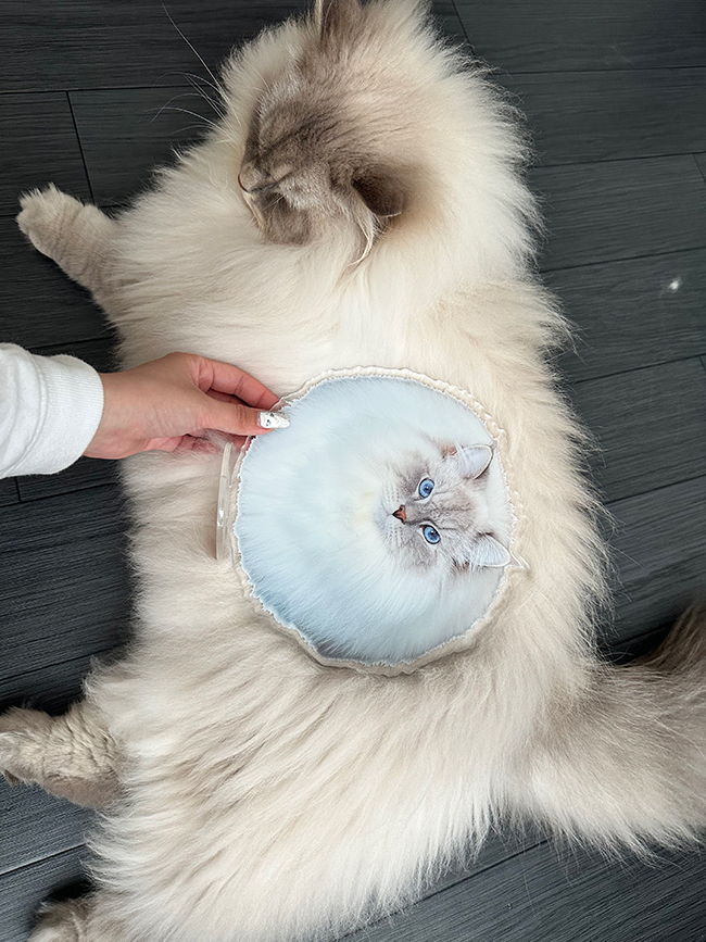 猫とアクスタ
